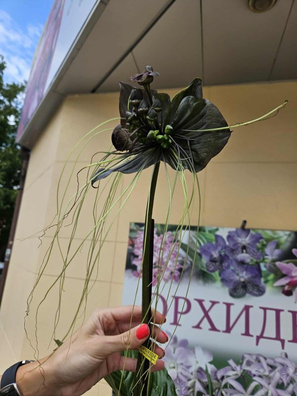 Tacca chantrieri / Черен прилеп без цвят / РЯДЪК ВИД #509