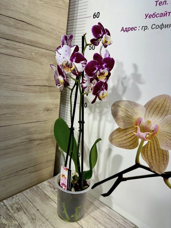 Фаленопсис 2 цв  #507 - Image 2