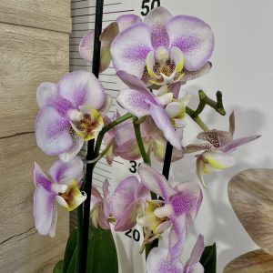 Фаленопсис 2 цв  #502