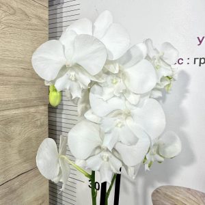 Фаленопсис 2 цв  #506