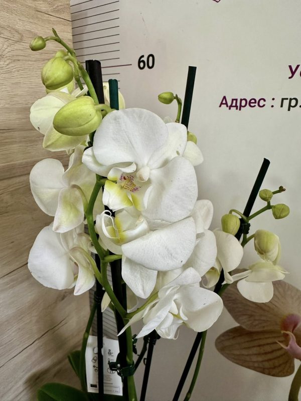 Фаленопсис 2-3 цв  #509 - Image 3