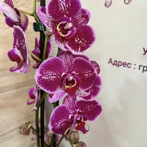 Фаленопсис 2цв.   #192