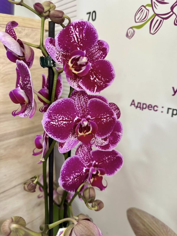 Фаленопсис 2цв.   #192