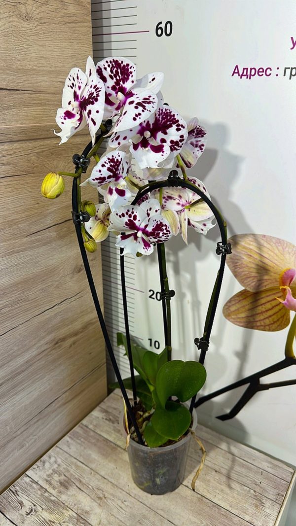 Каскаден Фаленопсис 2цв.  #202 - Image 3