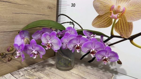 Фаленопсис Каскаден #14