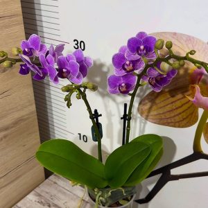 Alternative view of ФАЛЕНОПСИС  Violet queen 2-3 цветоноса #06