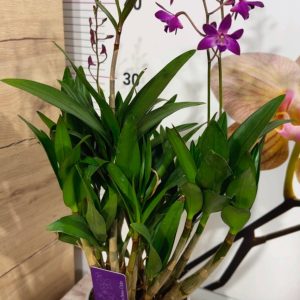 Alternative view of Арома Дендробиум Бери Ода #99