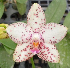 Phal. Brother Prince ‘Hai Tony’ /2.5″- без цвят. #104