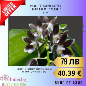 Phal. tetraspis coffee ‘Dark Roast’  1.7″- без цвят #101