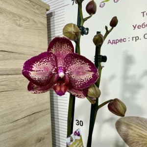 Фаленопсис 2 цв.  #135