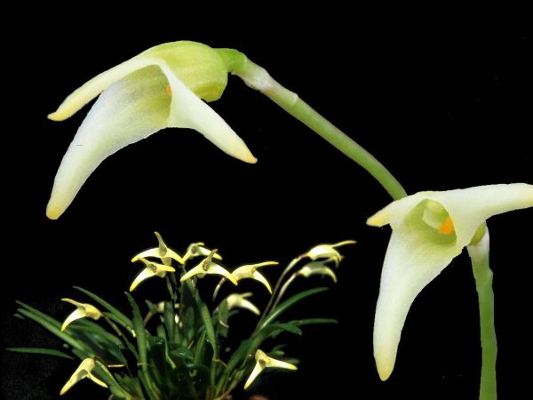 Masdevallia minuta #201