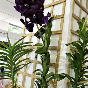 Alternative view of Ванда XXL #159