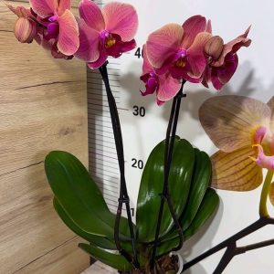 Alternative view of Фаленопсис 2 цв. Asian Coral #135