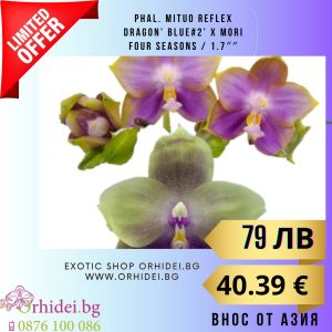 Phal. Mituo Reflex Dragon’ Blue#2’ x Mori Four Seasons / 1.7″ без цвят #103