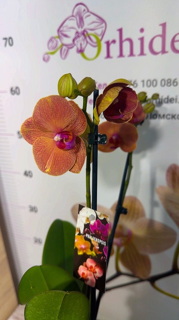 Фаленопсис 2 цветоноса   #150