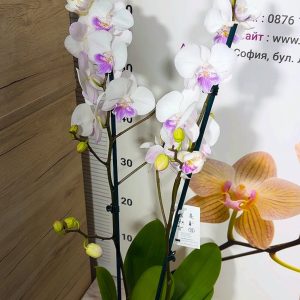 Alternative view of Фаленопсис Big Lip 2цв. #1223