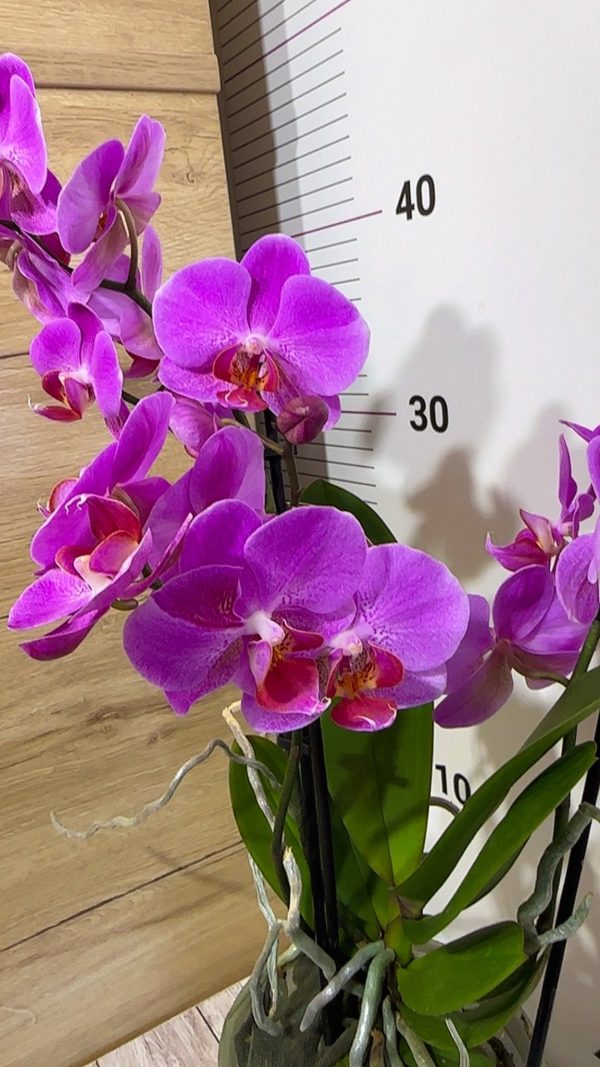 Фаленопсис 2 цветоноса   #166 - Image 2