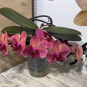 Фаленопсис Каскаден Asian Coral  #41