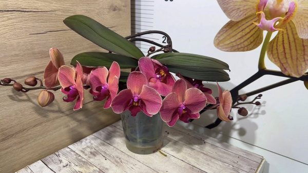 Фаленопсис Каскаден Asian Coral  #41