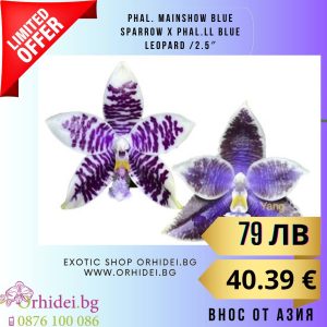 Phal. Mainshow Blue Sparrow x Phal.LL Blue Leopard /2.5" без цвят #102