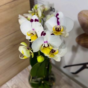 Фаленопсис 2 цветоноса   #159
