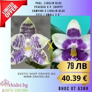 Phal. Lioulin Blue Peacock x P. (Happy Camping x Lioulin Blue Fifi) 2.5″ #135