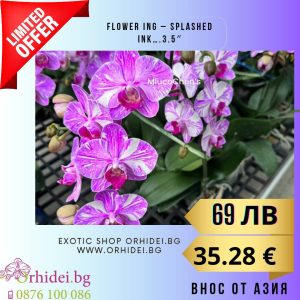 Phal. Flower ing – splashed ink / 3.5″  без цвят #109