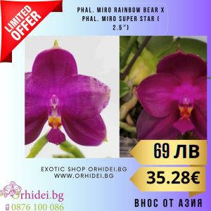 Phal. Miro Rainbow Bear x Phal. Miro Super Star 2.5 #145