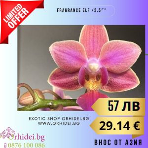 Phal. Silver and fragrance ELF 2.5″ #131