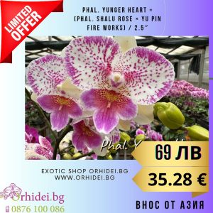 Phal. Yunger Heart =(Phal. Shalu Rose × Yu Pin Fire Works) / 2.5″#137
