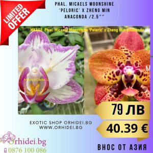 Phal. Micaels Moonshine ‘Peloric’ x Zheng Min Anaconda 2.5″ #142