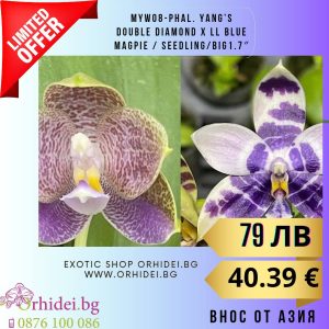 MYW08-Phal. Yang’s Double Diamond x LL Blue Magpie 2.5″ #132