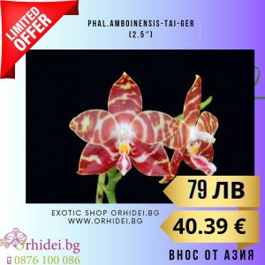 Phal.Phal.amboinensis-Tai-Ger (2.5")  без цвят #106