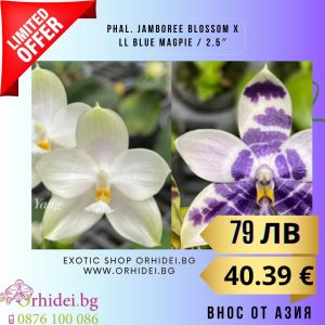 Phal. Jamboree Blossom x LL Blue Magpie / 2.5″  без цвят #108