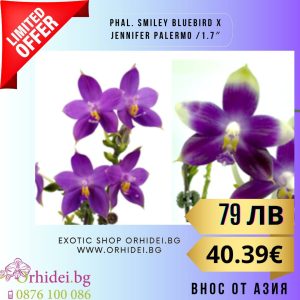 Phal. Smiley Bluebird x Jennifer Palermo   без цвят #118