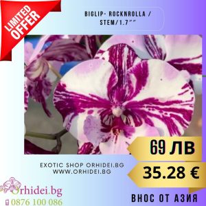 Phalenopsis Biglip- RocknRolla  1.7″ #126