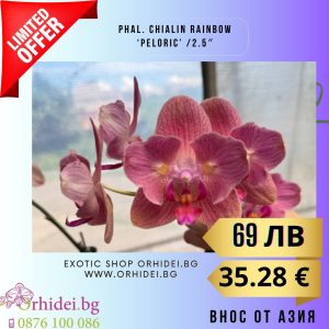 Phal. Chialin Rainbow ‘peloric’ 2.5″ #143