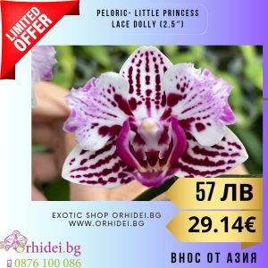 Peloric- Little Princess Lace Dolly (2.5″) #134