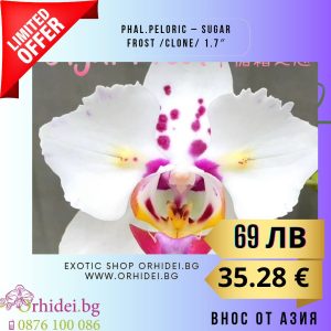 Peloric – Sugar Frost 1.7″ #141