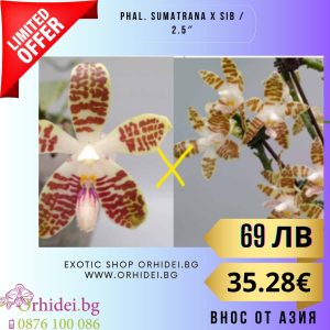 OX Van Gogh – big 3.0~3.5 #138