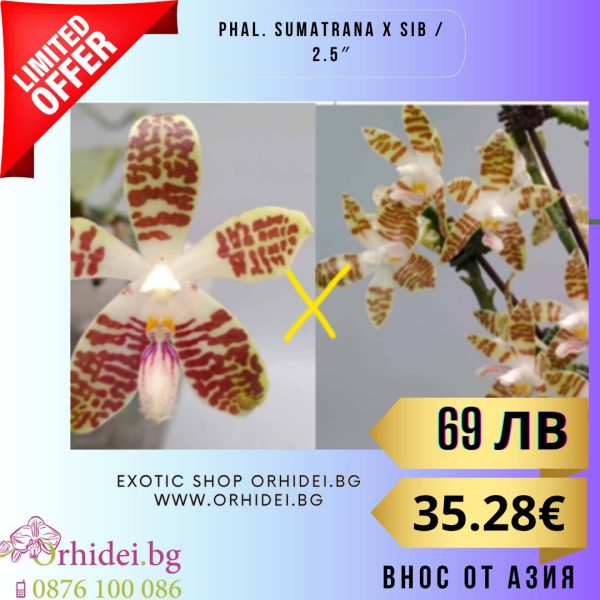 OX Van Gogh – big 3.0~3.5 #138