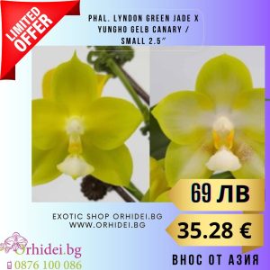 Phal. Lyndon Green Jade x Yungho Gelb Canary / Small 2.5" ″  без цвят #110