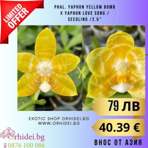 Phal. Yaphon Yellow Bomb x Yaphon Love Song 2.5 #120