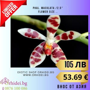 Phal. maculata /2.5" flower size ..  без цвят #114