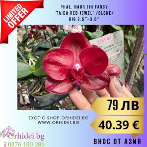 Phal. Haur Jih Fancy ‘Taida Red Jewel’ Big 2.5″~3.0″  #127