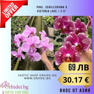 Phal. schilleriana x Victoria Lace / 2.5" 	  без цвят #117