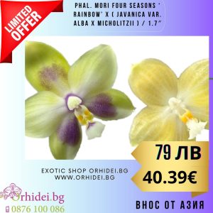 Alternative view of Phal. Mori Green Dream x KS Happy Eagle /1.7″ #121
