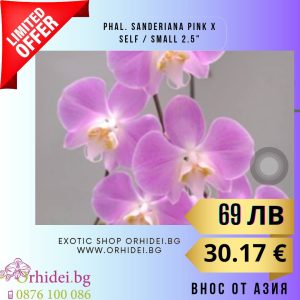 Phal. sanderiana Pink x self / small 2.5″  без цвят #113