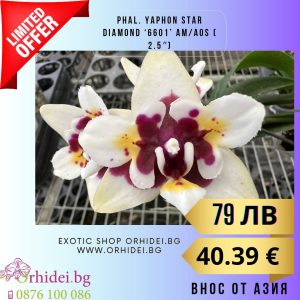 Phal. Yaphon Star Diamond ‘6601’ AM/AOS ( 2.5″)  без цвят #112