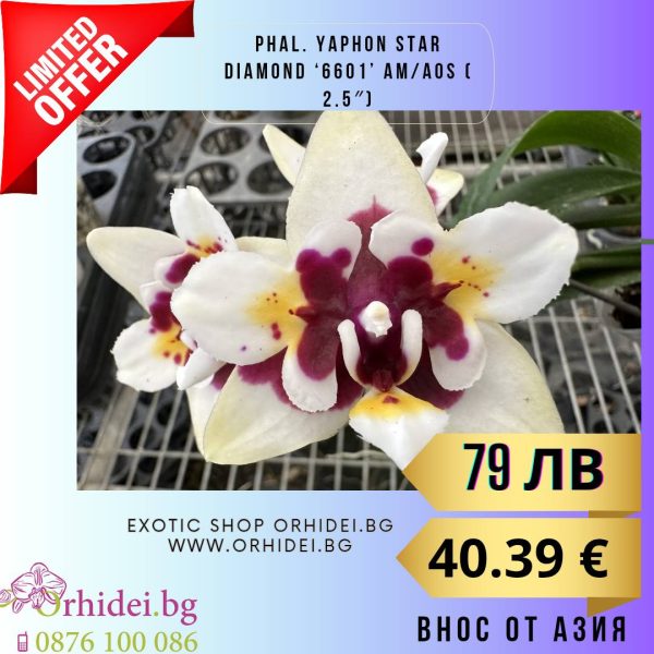 Phal. Yaphon Star Diamond ‘6601’ AM/AOS ( 2.5″)  без цвят #112